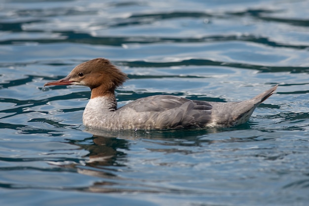 Weibchen Goosander