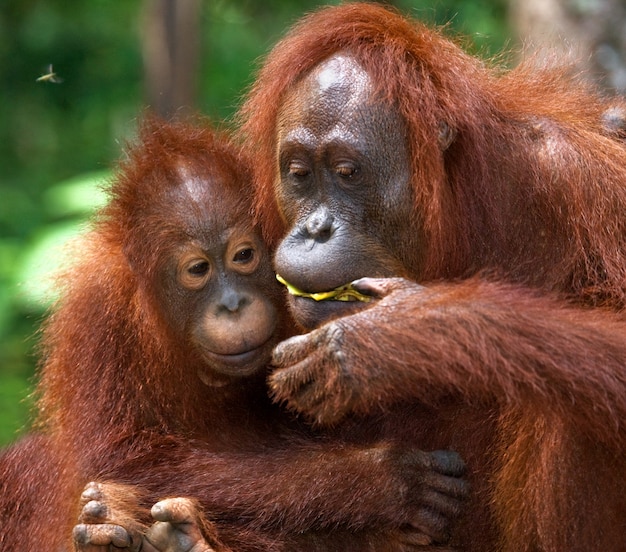 Weibchen und Baby-Orang-Utan essen Obst. Indonesien. Die Insel Kalimantan (Borneo).