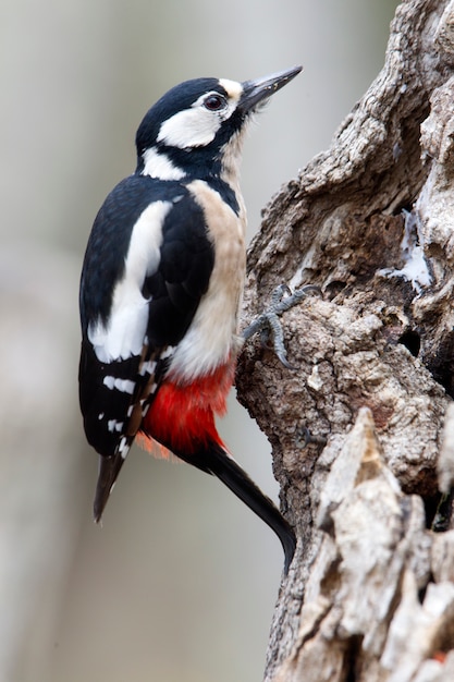 Weibchen von Buntspecht, Vögeln, Specht, Tieren, Dendrocopos major