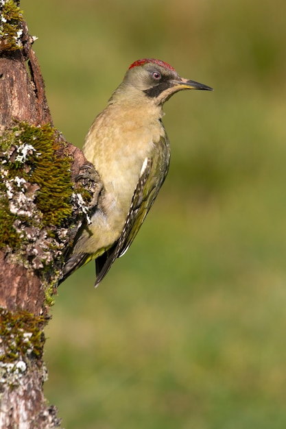 Weibchen von Picus viridis, Vögeln, Sperlingsvogel, Grünspecht, Specht