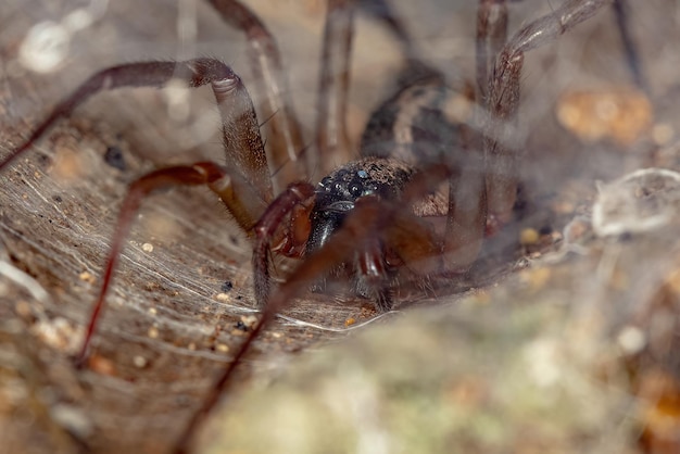 Weibliche adulte Corinnoid-Spinne der Gattung Xeropigo in einem Trichternetz