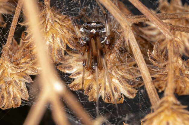 Weibliche Braune Witwe der Art Latrodectus geometrischeus