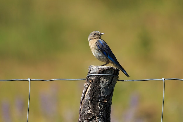 Weibliche Drossel, die auf Fencepost hockt