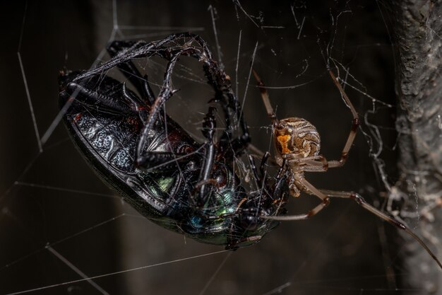 Weibliche erwachsene braune Witwe der Art Latrodectus geometricus, die einen erwachsenen Raupenjägerkäfer der Art Calosoma alternans jagt