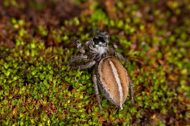 Weibliche erwachsene Springspinne der Gattung Freya