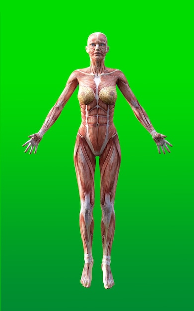 Weibliche Figuren werfen mit Haut und Muskel-Karten-Isolat auf grünem Hintergrund auf