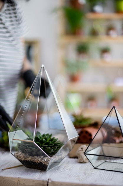 Weibliche Floristenanordnung Sukkulenten natürliche Pflanzen in Glasflorarium auf Steindekornahaufnahme