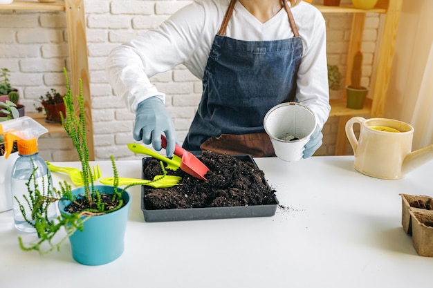 Weibliche Gärtnerin, die für ihre Pflanzen drinnen hautnah sorgt