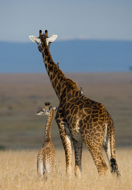Weibliche Giraffe mit einem Baby in der Savanne.