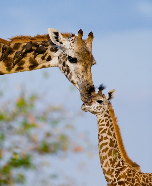 Weibliche Giraffe mit einem Baby in der Savanne.