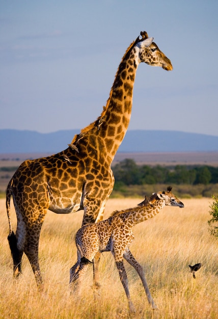 Weibliche Giraffe mit einem Baby in der Savanne.