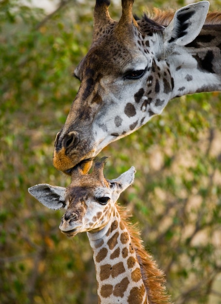 Weibliche Giraffe mit einem Baby in der Savanne.