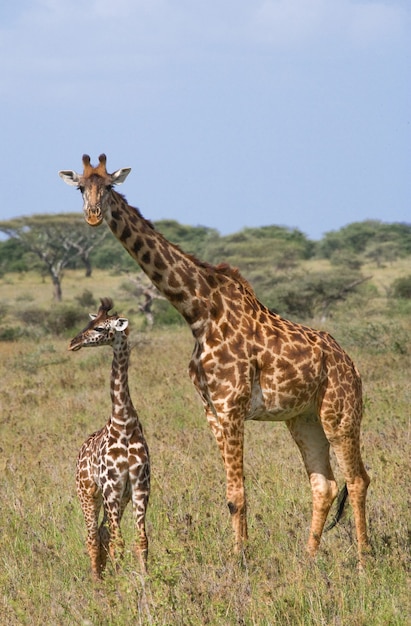 Weibliche Giraffe mit einem Baby in der Savanne.