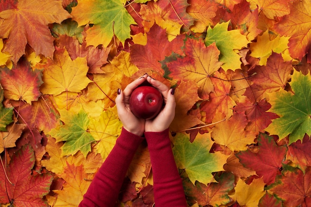 Weibliche Hände, die roten Apfel über Herbstlaubhintergrund halten.