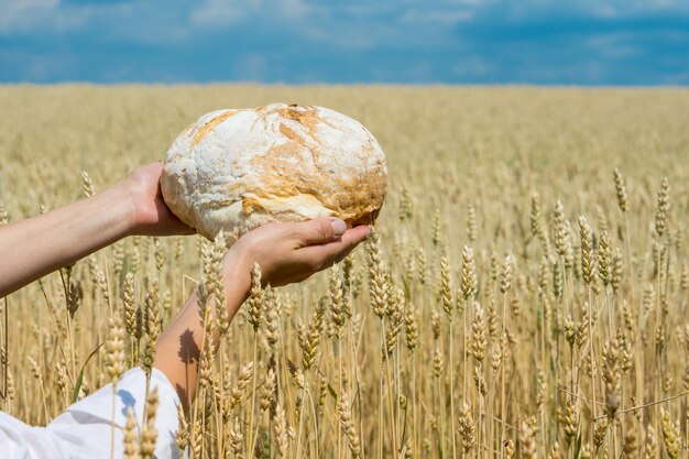 Weibliche Hände, die selbstgebackenes Brot über dem reifen Weizenfeld halten