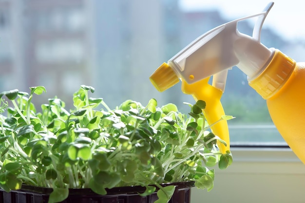 Weibliche Hände gießen Kresse Salat Microgreens mit Handsprüher Anbau von Microgreens zu Hause Gesundes veganes Essen