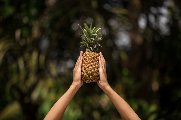 Weibliche Hände hält Ananas auf grünem tropischem Dschungel