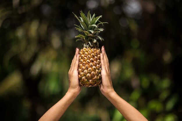 Weibliche Hände hält Ananas auf grüner Szene