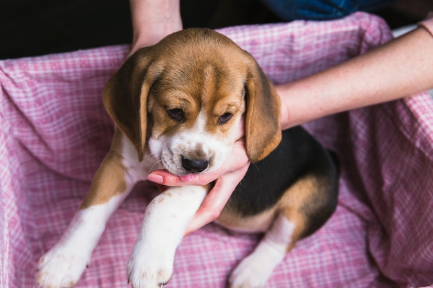 Weibliche Hände halten den Beagle-Welpen