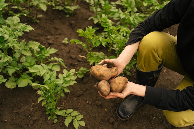 Weibliche Hände halten Kartoffeln, nachdem sie sie aus dem Boden gepflückt haben. Die jährliche Vorbereitung der Ernte für das Konzept der Lebensmittelkrise im Winter