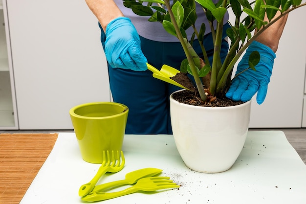 Weibliche Hände in Handschuhen gießen Erde in einen Topf mit Zamiokulkas-Blumenpflege