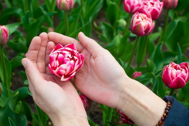 Weibliche Hände mit kugelförmiger rosafarbener Tulpe mit dunkelgrünen Blättern im Hintergrund