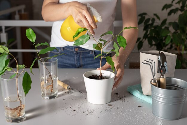 Weibliche Hände sprühen Zimmerpflanze mit sauberem Wasser