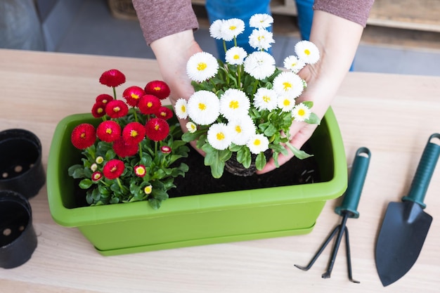 Weibliche Hände verpflanzen Frühlingsblumen Bellis perennis