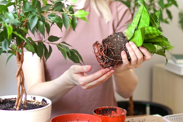 Weibliche Hände verpflanzen Pflanzen in einen neuen Topf Sansevieria