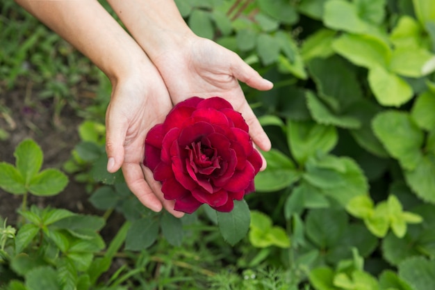 Weibliche Hände zeigen eine Rose