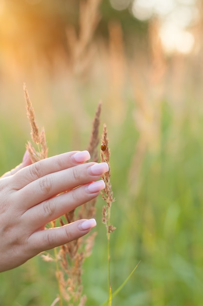 Weibliche Hand berührt die Ährchen des Grases während eines Sommerspaziergangs. Teil der Figur eines Mädchens in hellweißer Kleidung. Spaziergang durch den Wald, Finger berühren das Gras.