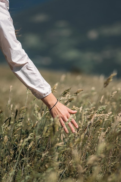 Weibliche Hand berührt Ähren von reifem gelbem Weizen in einem Feld. Eine Frau genießt die Natur während der Reise