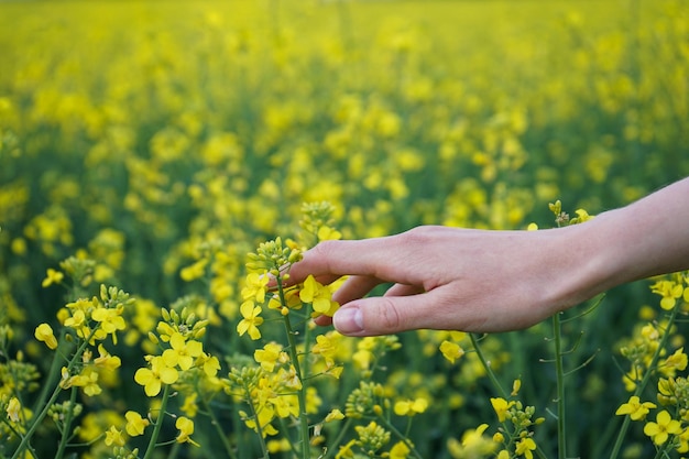 Weibliche Hand, die blühende Rapspflanzen im Feldnaturhintergrund berührt