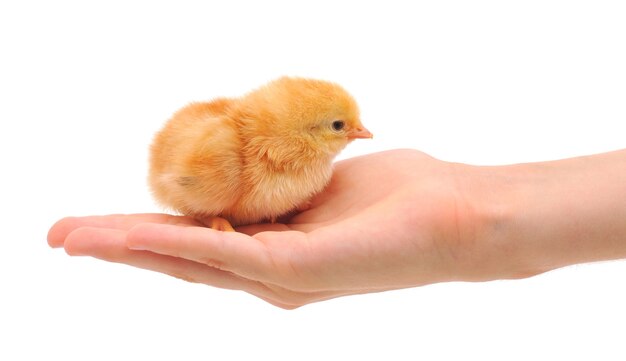 Weibliche Hand, die ein sitzendes Huhn hält