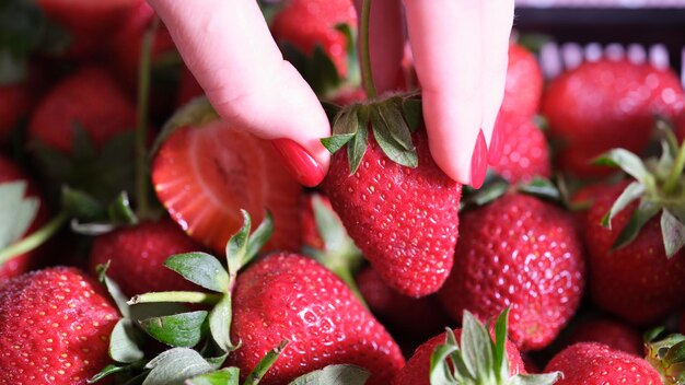 Weibliche Hand, die eine Erdbeere pflücken, schließen viele frische reife Erdbeeren als Erntesymbol