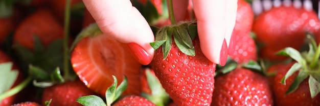 Weibliche Hand, die eine Erdbeere pflückt, schließt viele frische reife Erdbeeren als Ernte-Symbol zusammen