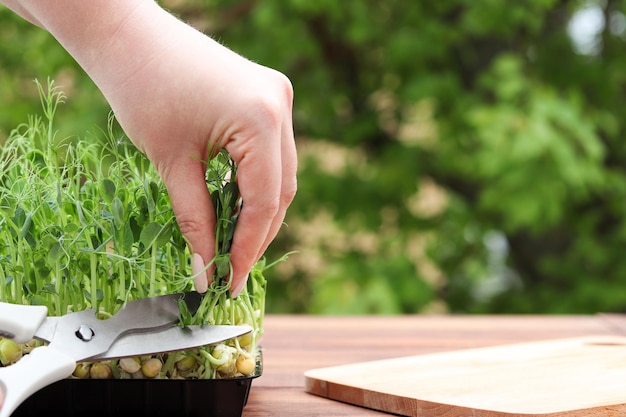 Weibliche Hand, die Erbsenmikrogreens mit einer Schere schneidet Mikrogreens im Garten zu Hause kopieren Platz kopieren