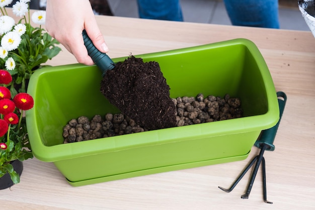 Weibliche Hand, die Erde in einen Topf gießt, um Frühlingsblumen zu verpflanzen