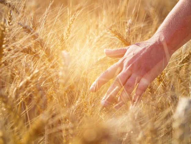 Weibliche Hand, die Ährchen des gelben reifen Weizens an einem sonnigen Tag der Erntezeit berührt