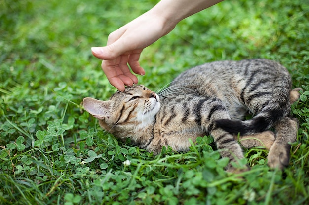 Weibliche Hand, die junge Katze streichelt