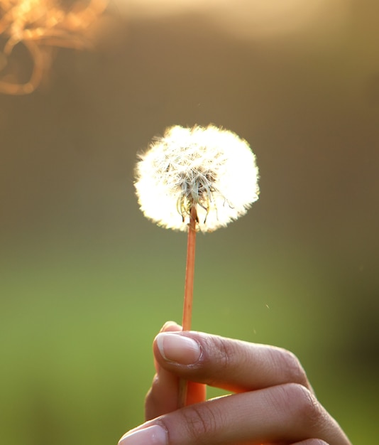 Weibliche Hand, die Löwenzahnblume hält