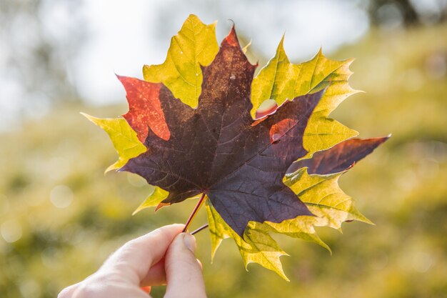 Weibliche Hand, die mehrfarbiges Ahornblatt gegen Natur hält, verschwommener Hintergrund mit Sonnenlichtstrahlen. Herbstzeit Saison.