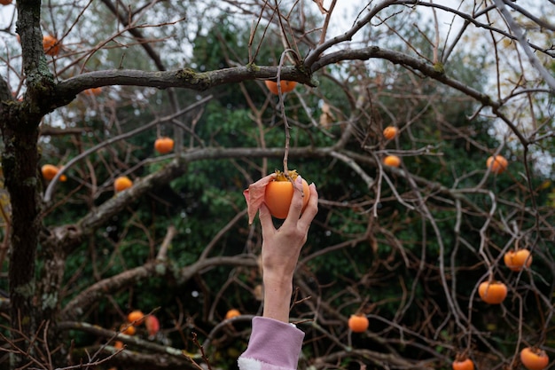 Weibliche Hand, die nach oben greift, um eine Parsimmonfrucht von einem Baum zu pflücken.