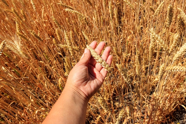 Weibliche Hand, die reife Ähren auf dem Weizengebiet hält. Ernte. Landwirtschaftliches Konzept