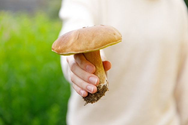 Weibliche Hand, die rohen essbaren Pilz mit braunem Kappenpfennigbrötchen im Herbstwald hält