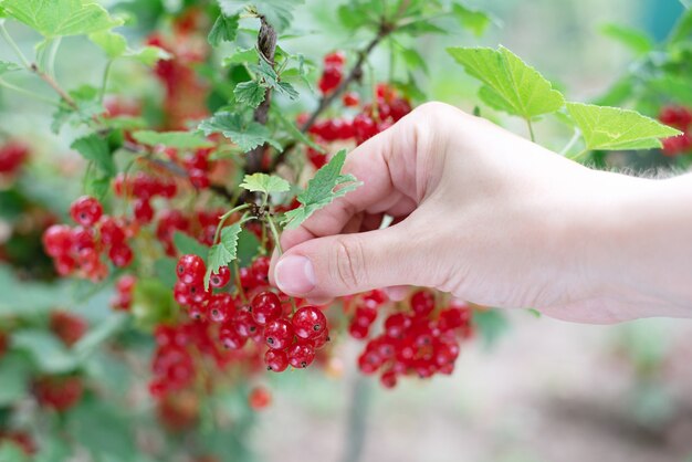 Weibliche Hand, die rote Johannisbeerbeeren aus einem Busch pflücken, Beeren im Garten anbauen, Nahaufnahme.