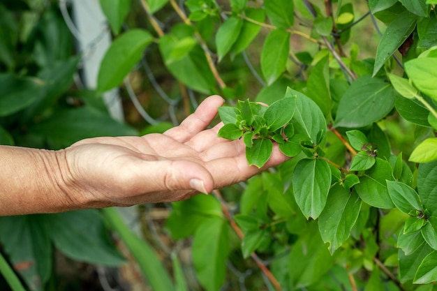 Weibliche Hand greift nach grünen Blättern im Garten