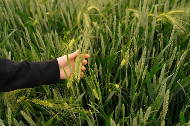 Weibliche Hand hält grüne Weizenähre auf dem Feld, das Konzept der Landwirtschaft und des Lebensmittelanbaus