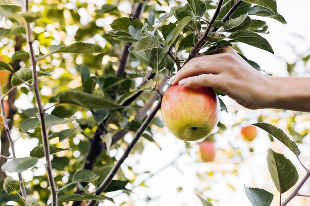 Weibliche Hand hält leckeren Apfel auf Zweig des Apfelbaums im Obstgarten,