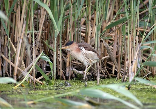 Weibliche kleine Rohrdommel oder gemeine kleine Rohrdommel (Ixobrychus minutus) jagt in dichten Schilfgärten auf dem See